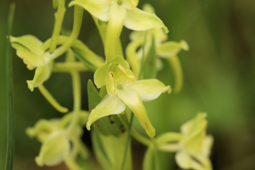 Platanthera chlorantha ?